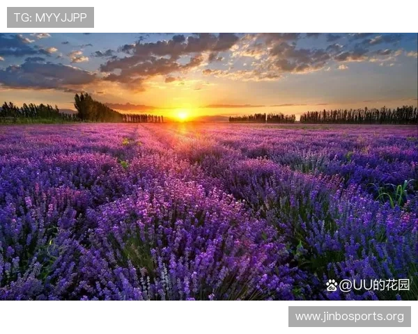 这片花海美得如梦如幻，仿佛进入了一个甜蜜的仙境